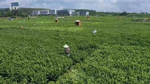 廣西橫州 品牌引領(lǐng)，茉莉花農(nóng)踏上致富路