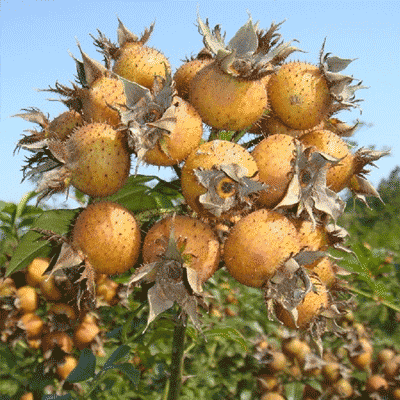 黔山藏珍品 貴州農(nóng)副產(chǎn)品林產(chǎn)業(yè)的價值與潛力