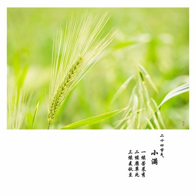 小滿時(shí)節(jié)話豐盈 畜產(chǎn)品購銷的節(jié)氣密碼