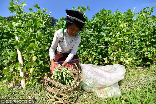 丹寨種植基地助力增收，畜產(chǎn)品貿(mào)易鋪就鄉(xiāng)村振興路